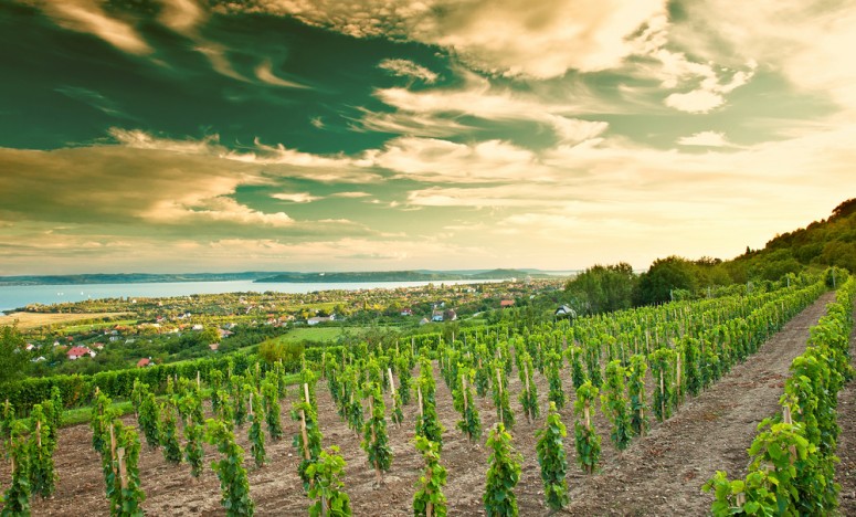 hungary vineyard