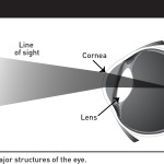 Structure of the eye